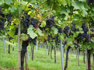 Vino senza confini – Un viaggio nel mondo del vino attraverso 5 vitigni